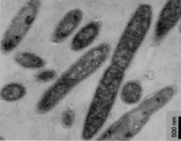 images/Thermus thermophilus.jpg
